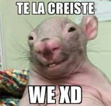 Meme gracioso